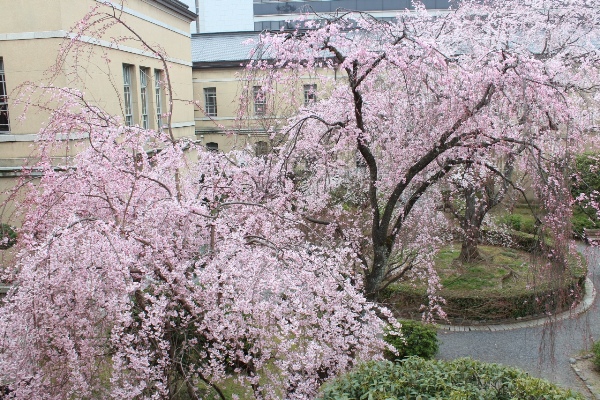 3384-13.3.24横　中庭の枝垂れ桜全体東側から.jpg